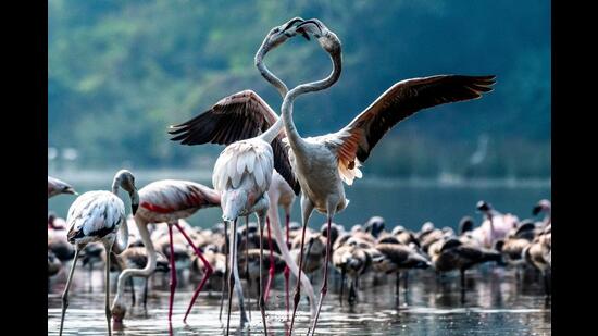 BNHS has tagged six flamingoes from their roosting site in Thane Creek Flamingo Sanctuary, TS Chanakaya, Nerul, with GPS-GSM to track their journey. (HT FILE PHOTO)