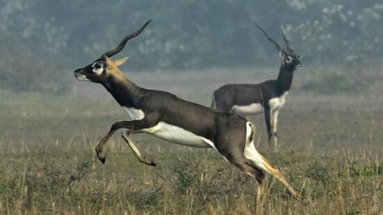 The presence of blackbucks near agricultural land in more than 12 districts is attracting poachers in Madhya Pradesh, a forest official said. (HT FILE PHOTO.)