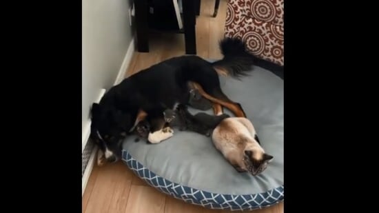 The image from the Reddit video shows the dog with the mama cat and her kittens.(Reddit/@Thund3rbolt)