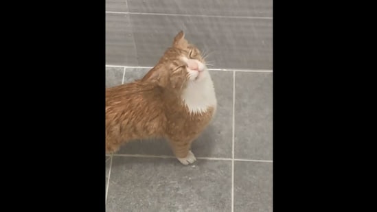 The image, taken from the viral Instagram video, shows the cat in the shower.(Instagram/@cat_daon__)