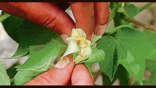 Punjab misses May 15 deadline for cotton sowing for kharif season (HT)