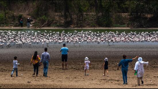 People watching flamingoes at DPS Lake in Navi Mumbai on Saturday. This was a part of the Flamingo Festival to mark the on World Migratory Bird Day. (PRATIK CHORGE/HT PHOTO)