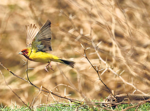 Red-headed bunting usually migrates to Delhi-NCR in rabi crop season. (Photo: Ramveer)
