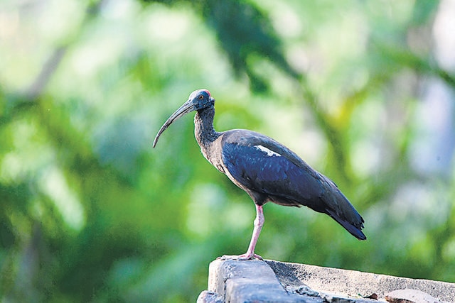 Ibis, a summer migrant makes for a beautiful sight. (Photo: Syed Mohammad Qasim)
