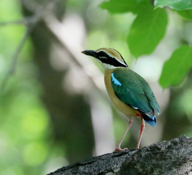 Indian Pitta, also known as Navrang, comes to nest in the Delhi-NCR region. (Photo: Ramveer)
