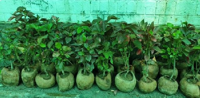 Under the initiative, saplings have been planted in coconut shells instead of plastic pots at the MC’s nursery. (HT)