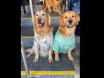 A screengrab of the video of the dog that went to watch a baseball game with its human. (elliegoldenlife/Instagram) A screengrab of the video of the dog that went to watch a baseball game with its human. (elliegoldenlife/Instagram)