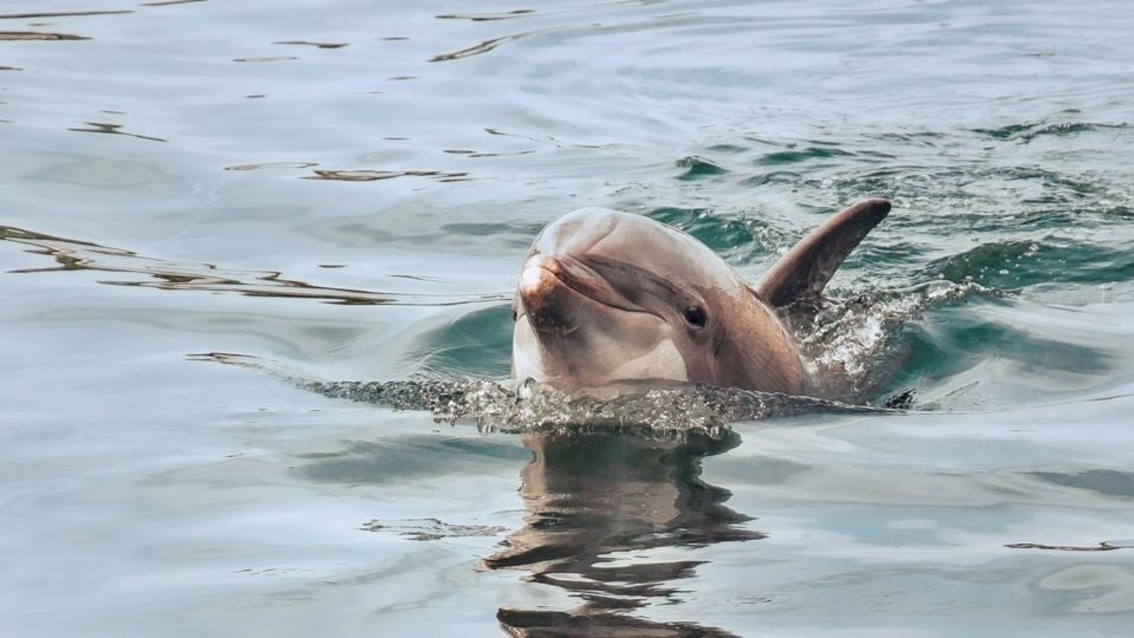 Дельфины в Азовском море