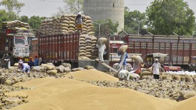 The Centre has allowed FCI to procure wheat in Punjab and Haryana for federal stocks by relaxing grain-quality norms, known as fair and average quality. (HT PHOTO.)