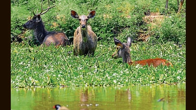 COOLING OFF: Sambar deer spotted in a pond near Rock Garden in Chandigarh as temperatures soared to 43°C on Sunday. (Keshav Singh/HT)