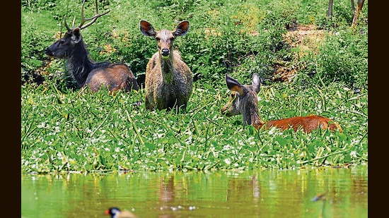 COOLING OFF: Sambar deer spotted in a pond near Rock Garden in Chandigarh as temperatures soared to 43°C on Sunday. (Keshav Singh/HT) COOLING OFF: Sambar deer spotted in a pond near Rock Garden in Chandigarh as temperatures soared to 43°C on Sunday. (Keshav Singh/HT)