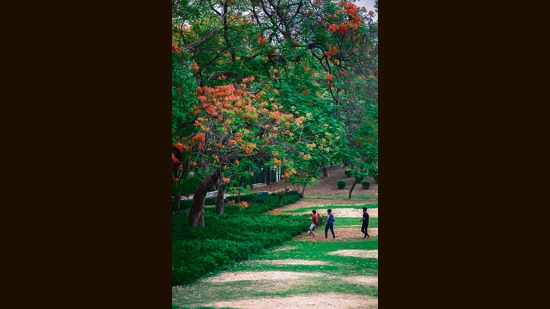 The red flowers of Gulmohar, or Delonix regia, cannot be missed! (Photo: Manish Rajput/HT) The red flowers of Gulmohar, or Delonix regia, cannot be missed! (Photo: Manish Rajput/HT)