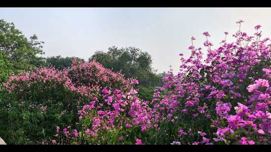 The Jarul flower is also called the Pride of India. (Photo: Ambrish Mithal) The Jarul flower is also called the Pride of India. (Photo: Ambrish Mithal)