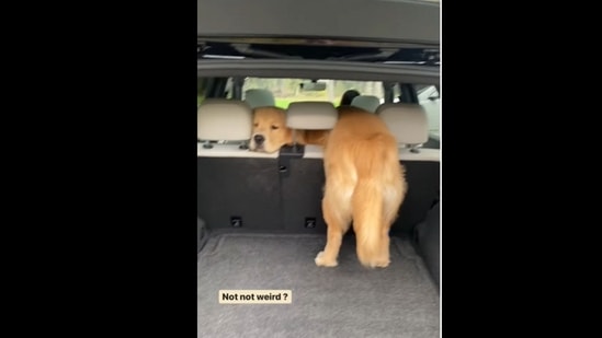 A screengrab of the video of a dog stuck in the boot of a car.&nbsp;(readysetteddy/Instagram )