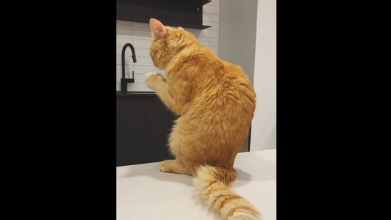 How to get a cat to stop online begging