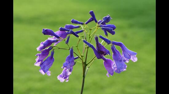 Jacarandas are impressive trees in May when covered with clusters of blue tubular flowers. (Photo: Syed Mohammad Qasim) Jacarandas are impressive trees in May when covered with clusters of blue tubular flowers. (Photo: Syed Mohammad Qasim)