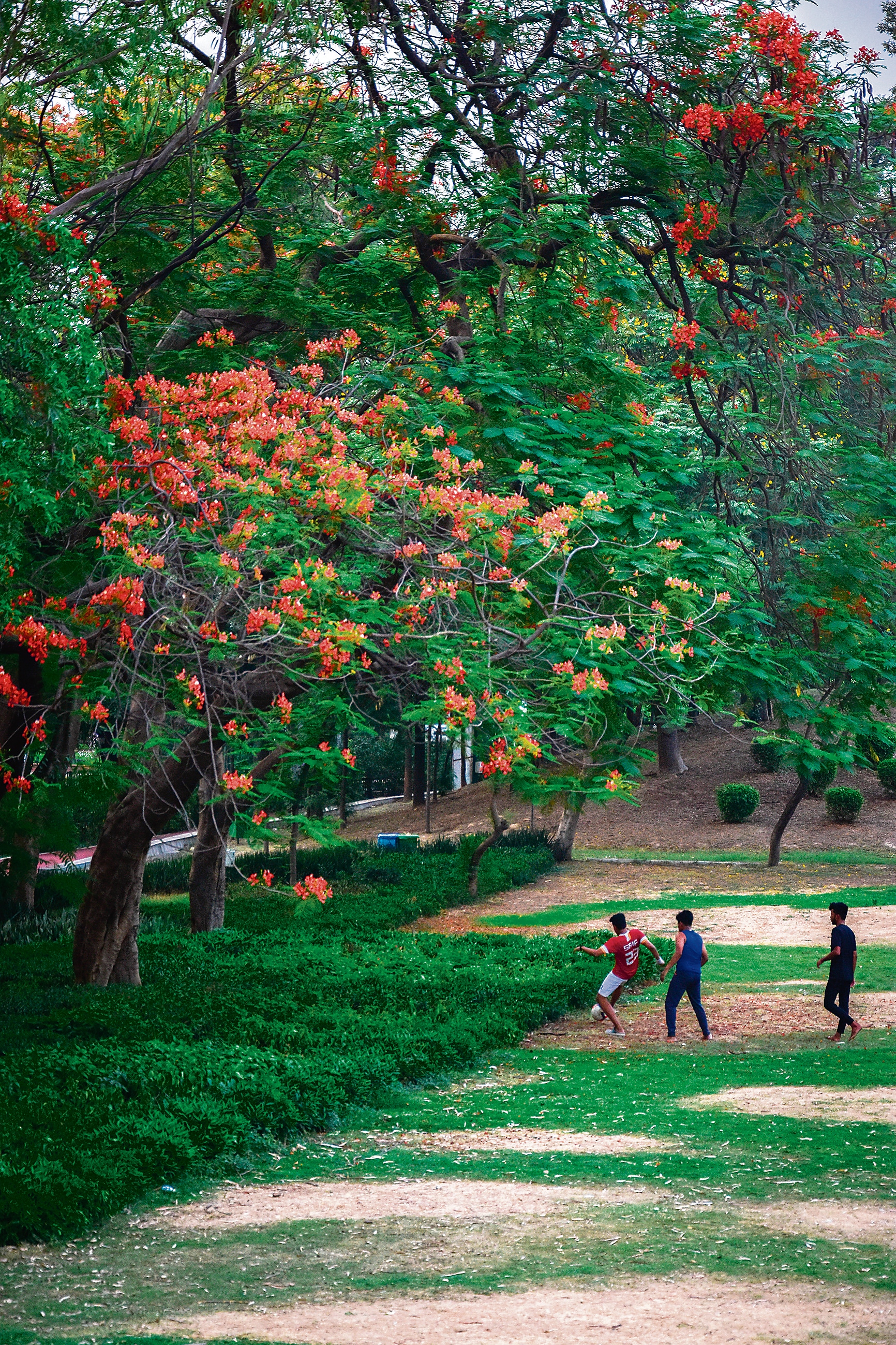 The red flowers of Gulmohar, or Delonix regia, cannot be missed! (Photo: Manish Rajput/HT) The red flowers of Gulmohar, or Delonix regia, cannot be missed! (Photo: Manish Rajput/HT)