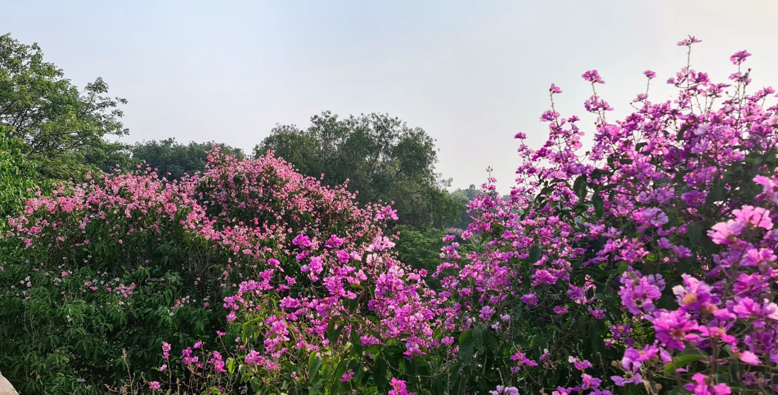 The Jarul flower is also called the Pride of India. (Photo: Ambrish Mithal) The Jarul flower is also called the Pride of India. (Photo: Ambrish Mithal)