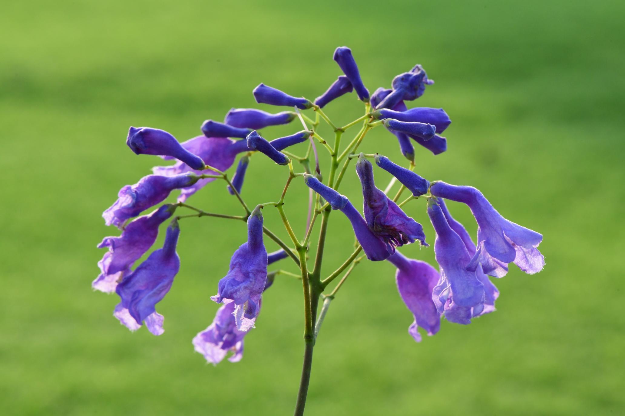 Jacarandas are impressive trees in May when covered with clusters of blue tubular flowers. (Photo: Syed Mohammad Qasim) Jacarandas are impressive trees in May when covered with clusters of blue tubular flowers. (Photo: Syed Mohammad Qasim)