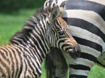 The cute baby zebra born in the Lion Country Safari based in Florida. (twitter/@LionCountry) The cute baby zebra born in the Lion Country Safari based in Florida. (twitter/@LionCountry)