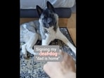 The dog understands the sign language that its human makes to signal that ‘dad is home’. (thespecialakita/Instagram ) The dog understands the sign language that its human makes to signal that ‘dad is home’. (thespecialakita/Instagram )