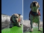 A screengrab of the video of a dog surfing alone on a paddleboard. (rippinrosiedog/Instagram ) A screengrab of the video of a dog surfing alone on a paddleboard. (rippinrosiedog/Instagram )