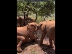 The elephant brothers enjoying their play time in this video shared on Twitter by Sheldrick Wildlife Trust. (Twitter/@SheldrickTrust) The elephant brothers enjoying their play time in this video shared on Twitter by Sheldrick Wildlife Trust. (Twitter/@SheldrickTrust)