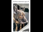 A screengrab of the video of a K9 dog during its retirement sign off. (dog/Instagram) A screengrab of the video of a K9 dog during its retirement sign off. (dog/Instagram)