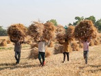 Some parts of India, commerce secretary BVR Subrahmanyam said on Sunday, have seen prices in wheat and flour jump 20 to 40 percent in recent weeks.(Representational image)(PTI) Some parts of India, commerce secretary BVR Subrahmanyam said on Sunday, have seen prices in wheat and flour jump 20 to 40 percent in recent weeks.(Representational image)(PTI)