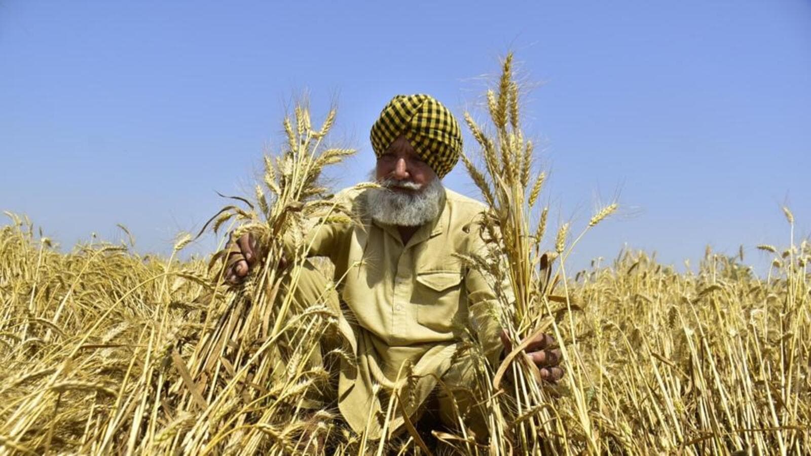 Wheat stocks in India may fall to their lowest level since '16-17 | Latest  News India - Hindustan Times