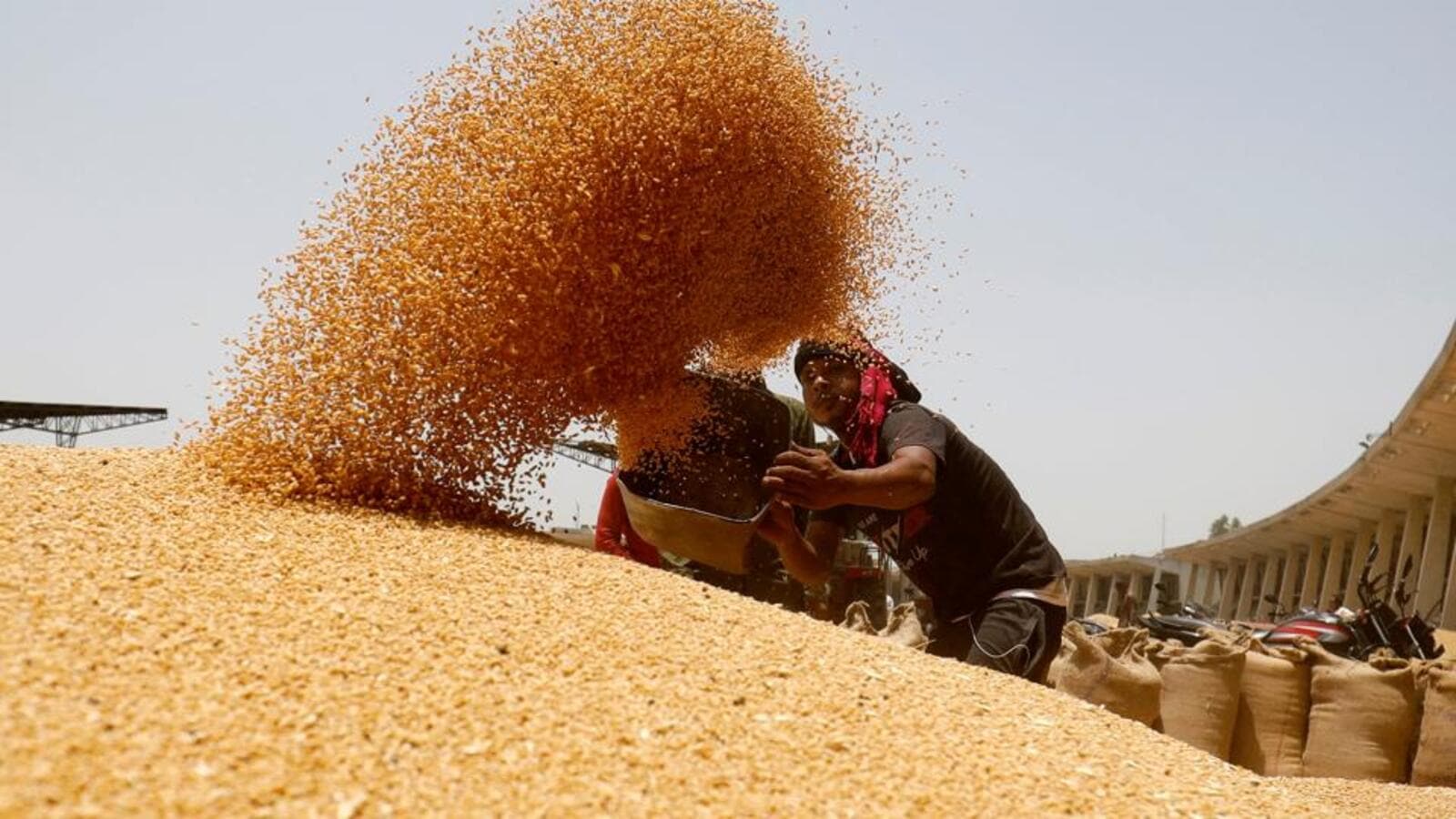 Global wheat prices surge to record high on India export ban Latest