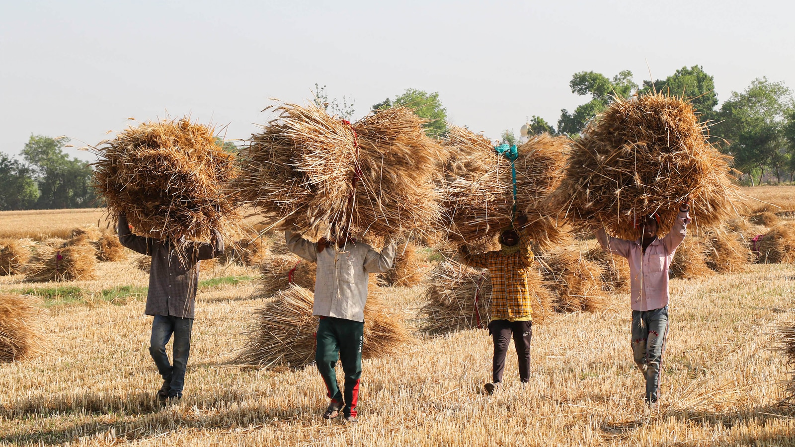 Explained Why India, world's 2ndlargest producer of wheat, banned its