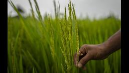 As per the notification issued by the ICAR-Indian Agricultural Research Institute’s regional centre in Karnal, the lot of this variety sold between February 25 and April 4 this year, which had the germination capacity above the fixed 80%, has been recalled as there is a possibility of decline in the germination. (AP file photo)