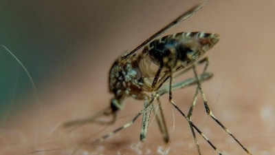 Mosquitoes are considered among the most dangerous creatures on the planet because of their ability to spread deadly diseases such as malaria. (AFP)