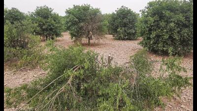 Uprooted kinnow trees in an orchard at Punjawa village in Fazilka district on Monday. (Sanjeev Kumar/HT)
