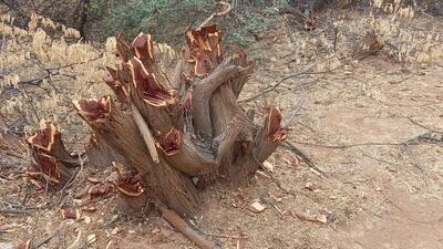 Environmental activists demanded prompt action against those who illegally fell trees in the buffer zone. (SOURCED)