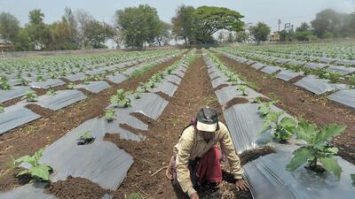A succession of heatwaves over the past three months, occurred simultaneously with a long dry spell over northwest India resulting in power shortage, forest and crop fires, and hit wheat yields. (HT photo)