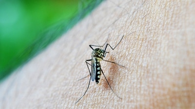 Dengue: Watch out for these side effects that can stay even after recovery, check inside for health tips by doctors to treat the same (Image by Mohamed Nuzrath from Pixabay ) Dengue: Watch out for these side effects that can stay even after recovery, check inside for health tips by doctors to treat the same (Image by Mohamed Nuzrath from Pixabay )