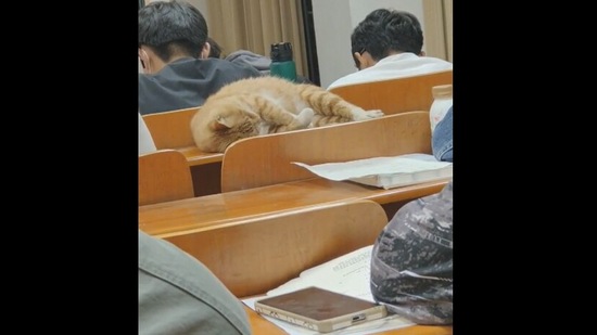 The cat, fast asleep, during a college lecture in this Reddit video.&nbsp;(Reddit/@KEMOVE-OFFICIAL)
