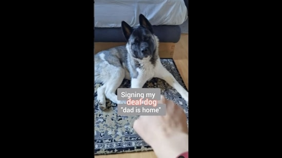 The dog understands the sign language that its human makes to signal that ‘dad is home’.&nbsp;(thespecialakita/Instagram )