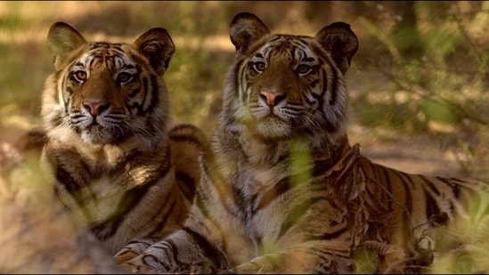 Rajasthan's Ramgarh Vishdhari Sanctuary notified as India's 52nd tiger reserve&nbsp;(Twitter/PrakashJavdekar)