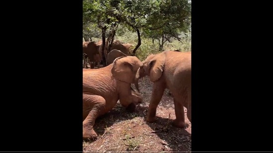The elephant brothers enjoying their play time in this video shared on Twitter by Sheldrick Wildlife Trust. (Twitter/@SheldrickTrust) The elephant brothers enjoying their play time in this video shared on Twitter by Sheldrick Wildlife Trust. (Twitter/@SheldrickTrust)