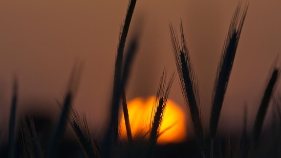 The sun sets over a wheat field in Montlouis-sur-Loire, central France on May 15, 2022. (Photo by GUILLAUME SOUVANT / AFP)(AFP) The sun sets over a wheat field in Montlouis-sur-Loire, central France on May 15, 2022. (Photo by GUILLAUME SOUVANT / AFP)(AFP)