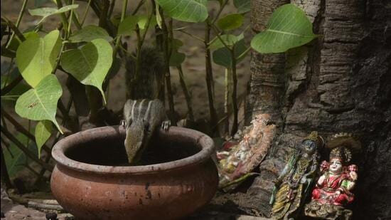 Gurugram, India - May 16, 2022: A squirrel is seen drinking water from a pot under a tree to get some relief from the heat on a hot summer day, in Gurugram, India, on Monday, May 16, 2022. (Photo by Vipin Kumar/ Hindustan Times) (Hindustan Times)