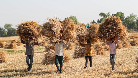 Some parts of India, commerce secretary BVR Subrahmanyam said on Sunday, have seen prices in wheat and flour jump 20 to 40 percent in recent weeks.(Representational image)(PTI)