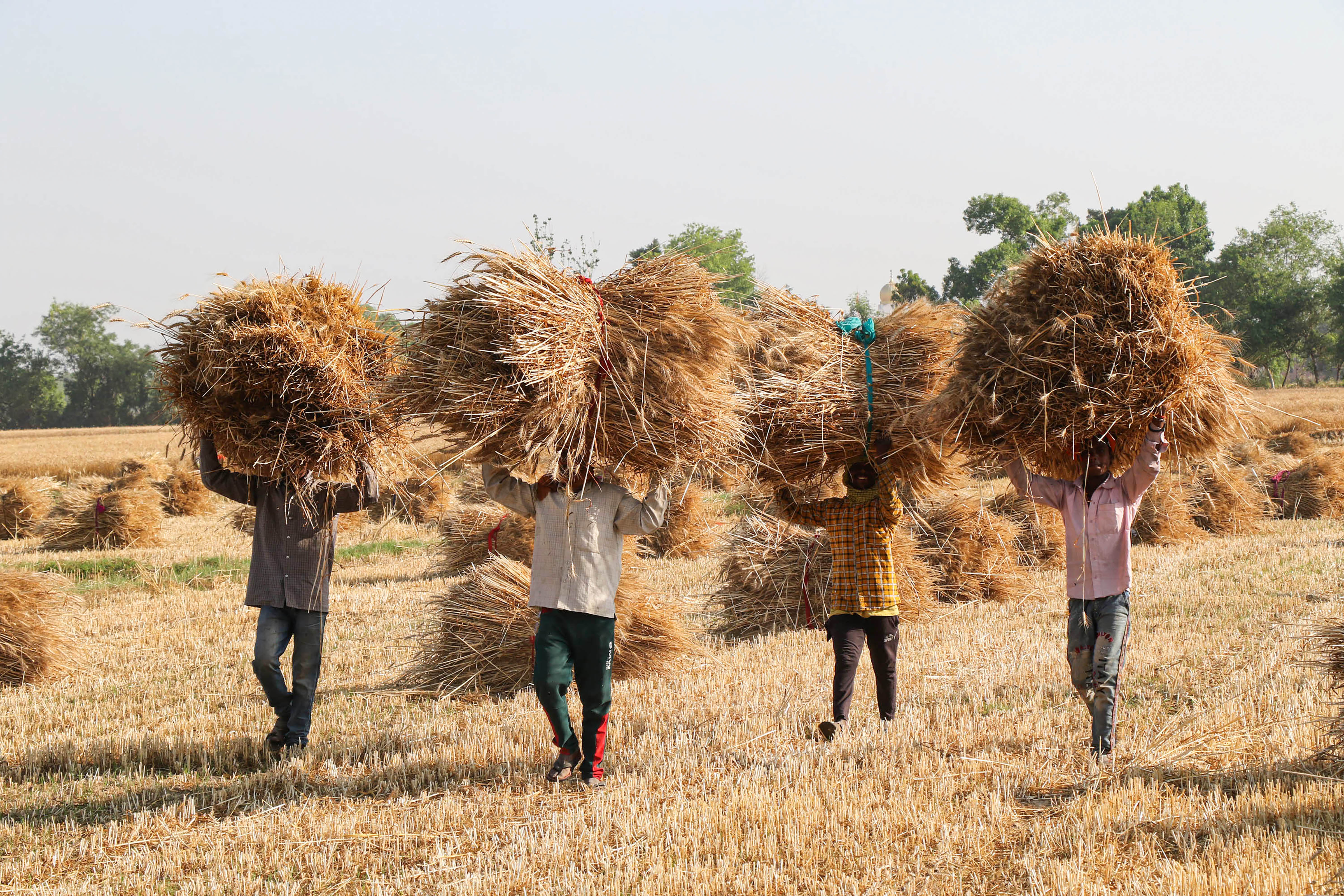 Some parts of India, commerce secretary BVR Subrahmanyam said on Sunday, have seen prices in wheat and flour jump 20 to 40 percent in recent weeks.(Representational image) (PTI) Some parts of India, commerce secretary BVR Subrahmanyam said on Sunday, have seen prices in wheat and flour jump 20 to 40 percent in recent weeks.(Representational image) (PTI)