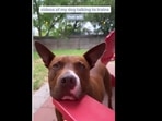 The dog loves to howl whenever it hears a train passing by. (bully.baloo/Instagram) The dog loves to howl whenever it hears a train passing by. (bully.baloo/Instagram)