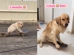 A screengrab of the video of the dog that rides a skateboard. (oscarnkarma/Instagram) A screengrab of the video of the dog that rides a skateboard. (oscarnkarma/Instagram)