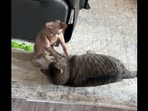 The two cats having a play fight in this Reddit video. (Reddit/@TheRK800)
