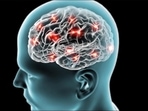 Research: Brain circuit in thalamus helps to hold information in mind(Twitter/AusStemCell) Research: Brain circuit in thalamus helps to hold information in mind(Twitter/AusStemCell)